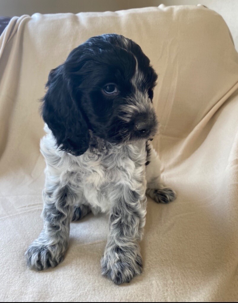 cockapoo puppies gumtree
